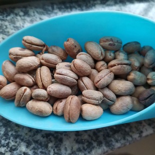 加拿利海枣种子新货4