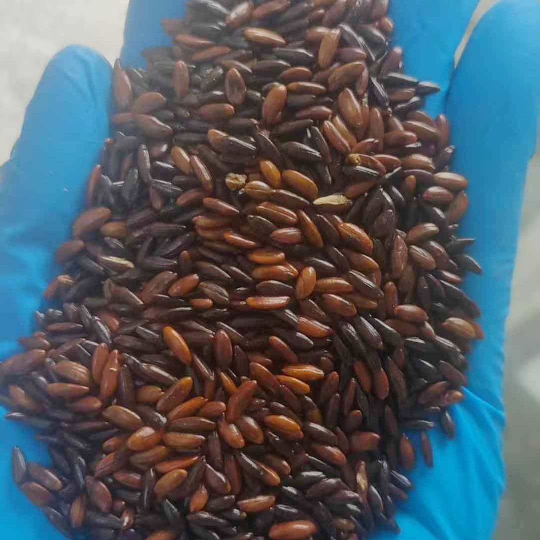 大果沙棘种子
