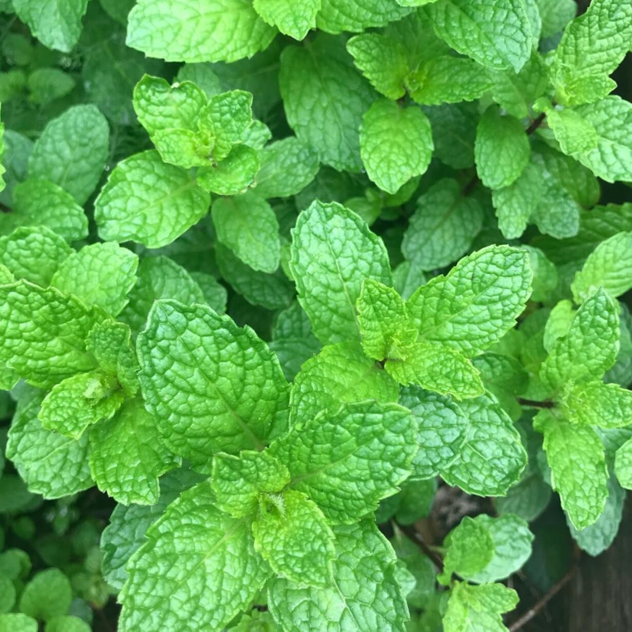 留兰香薄荷种子也叫绿薄荷香花菜香薄荷青薄荷血香菜土薄荷5