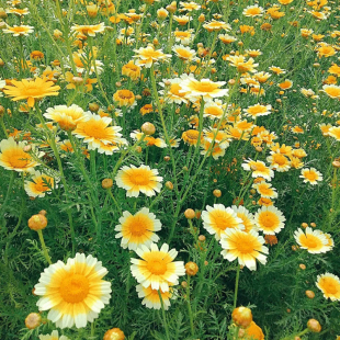 茼蒿菊种子花种5