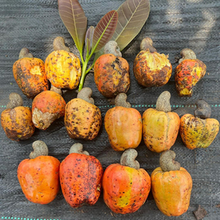 腰果种子新采鸡腰果种籽介寿果槚如树高四大干果用4