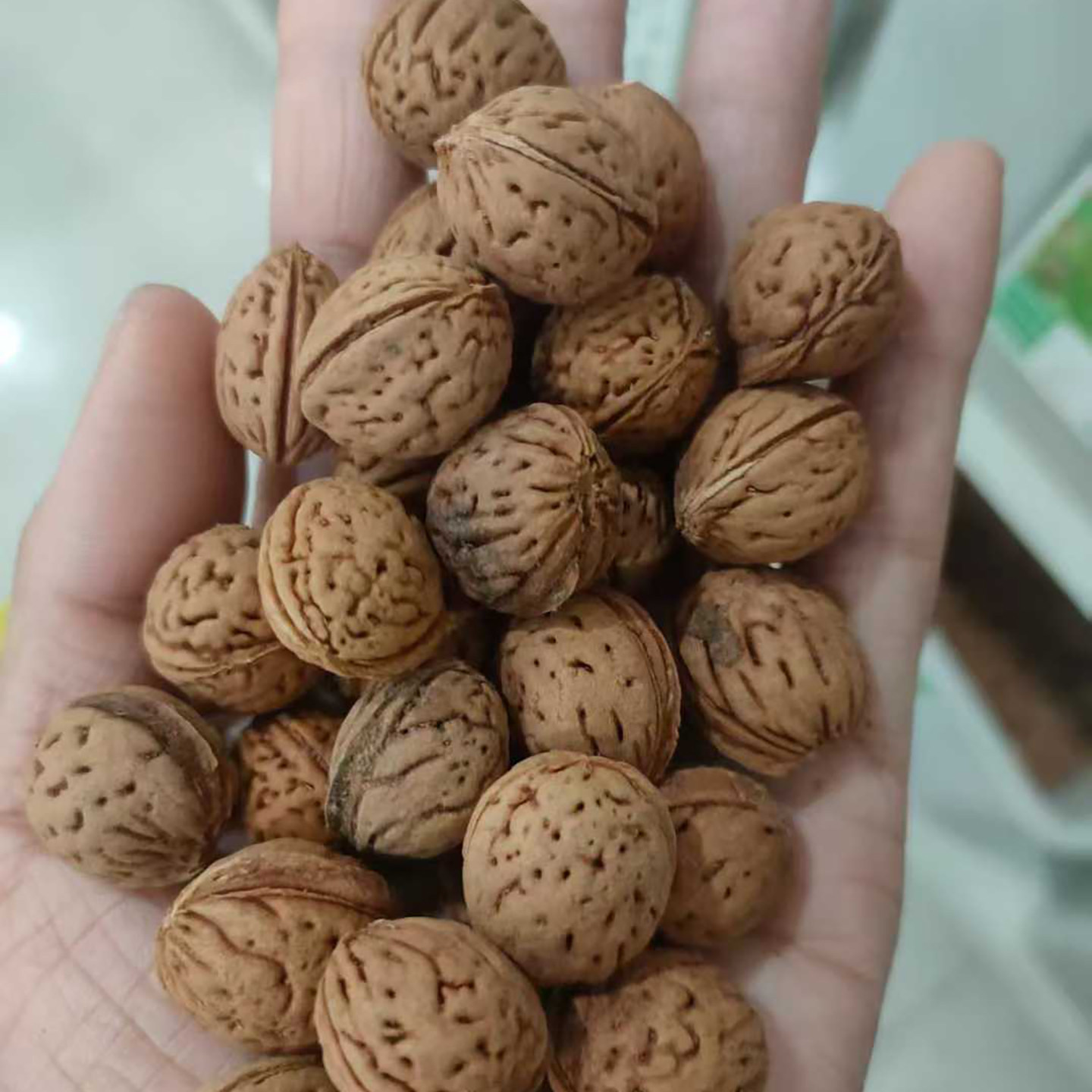 山桃种子4