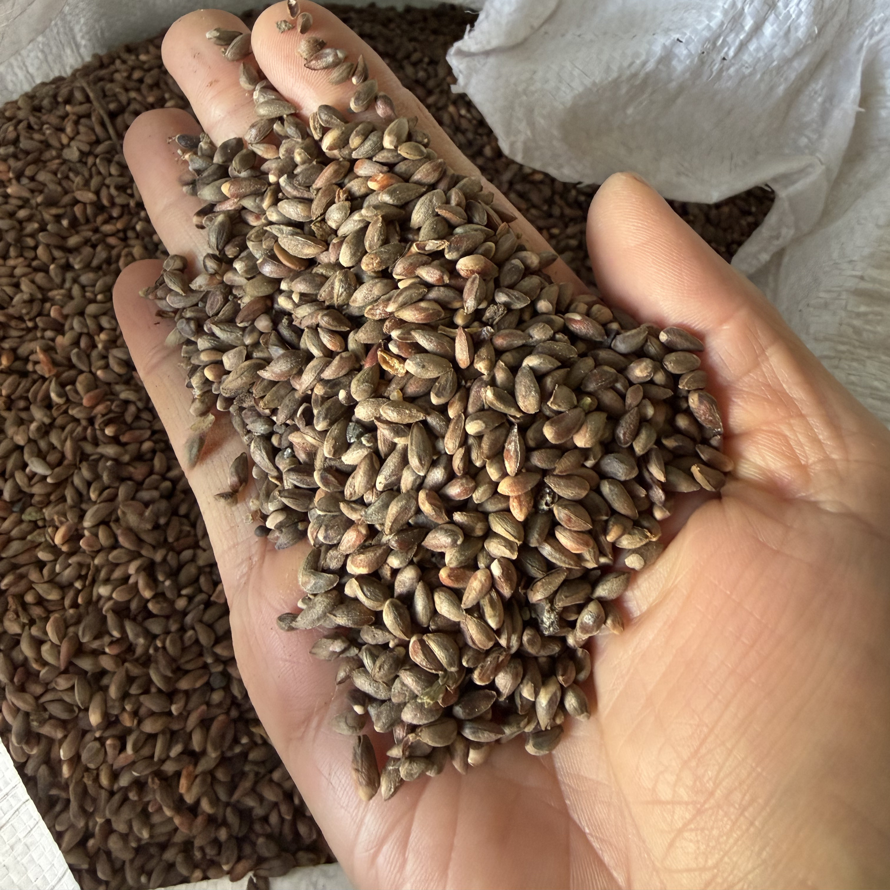 侧柏种子新货侧柏树柏树扁柏种籽4