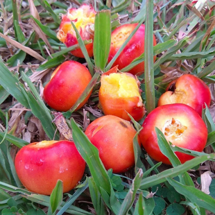 布迪椰子种子热带椰子4冻子椰子春季秋观果种籽树种子