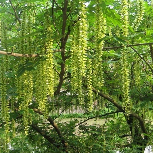枫杨种子白杨大叶柳头杨树水麻柳枰柳树蜈蚣柳种籽树种子4
