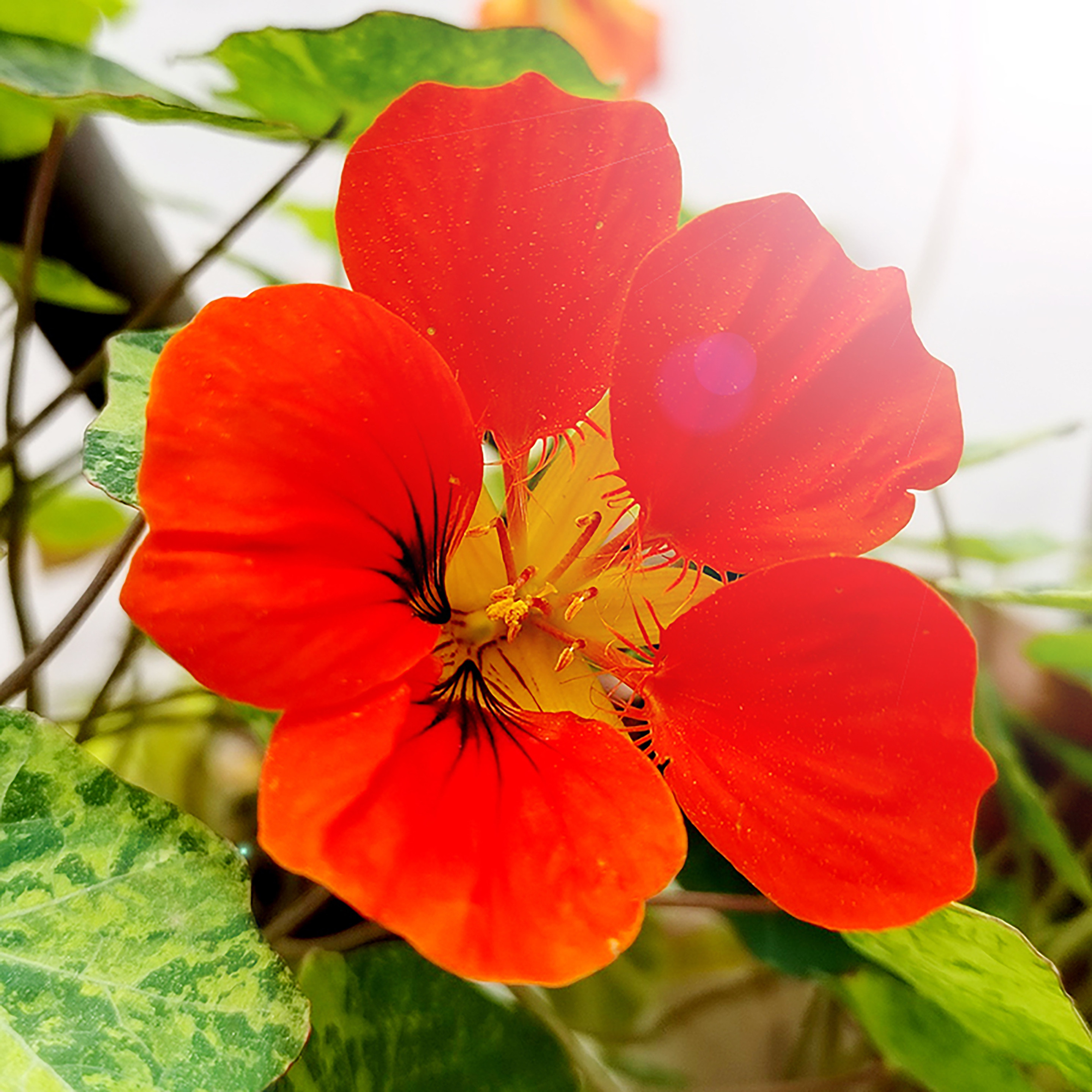 旱金莲花种种子四季观花旱莲花