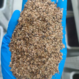 桤木种子荒山绿化种籽抗风沙护坡固土籽树种子4