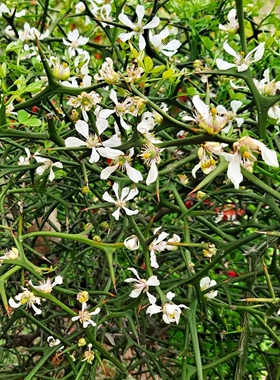 新货铁篱笆种子也叫枸橘枳壳刺树围墙荆棘带刺树可做砧木4