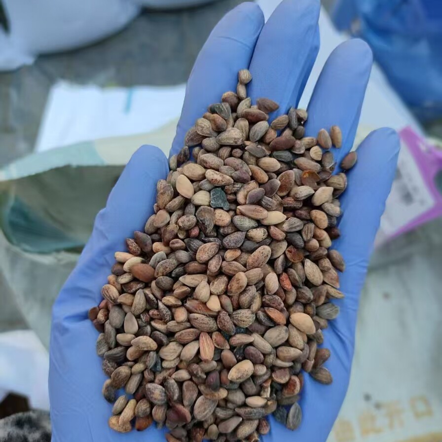 油松种子种籽绿化工程观叶种孑树种子4