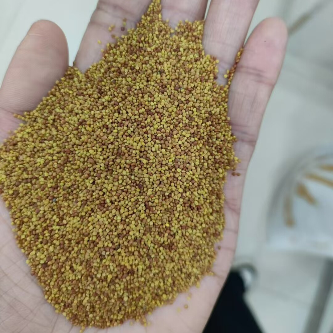 白车轴草种子也叫白花苜蓿、金花草、菽草翘摇、白花三叶草02