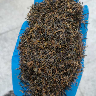 鬼针草籽新货也叫三叶白花翻白草种子 鬼针革种子鬼针草种子3