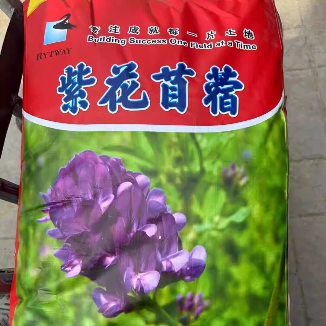 紫花苜蓿种子