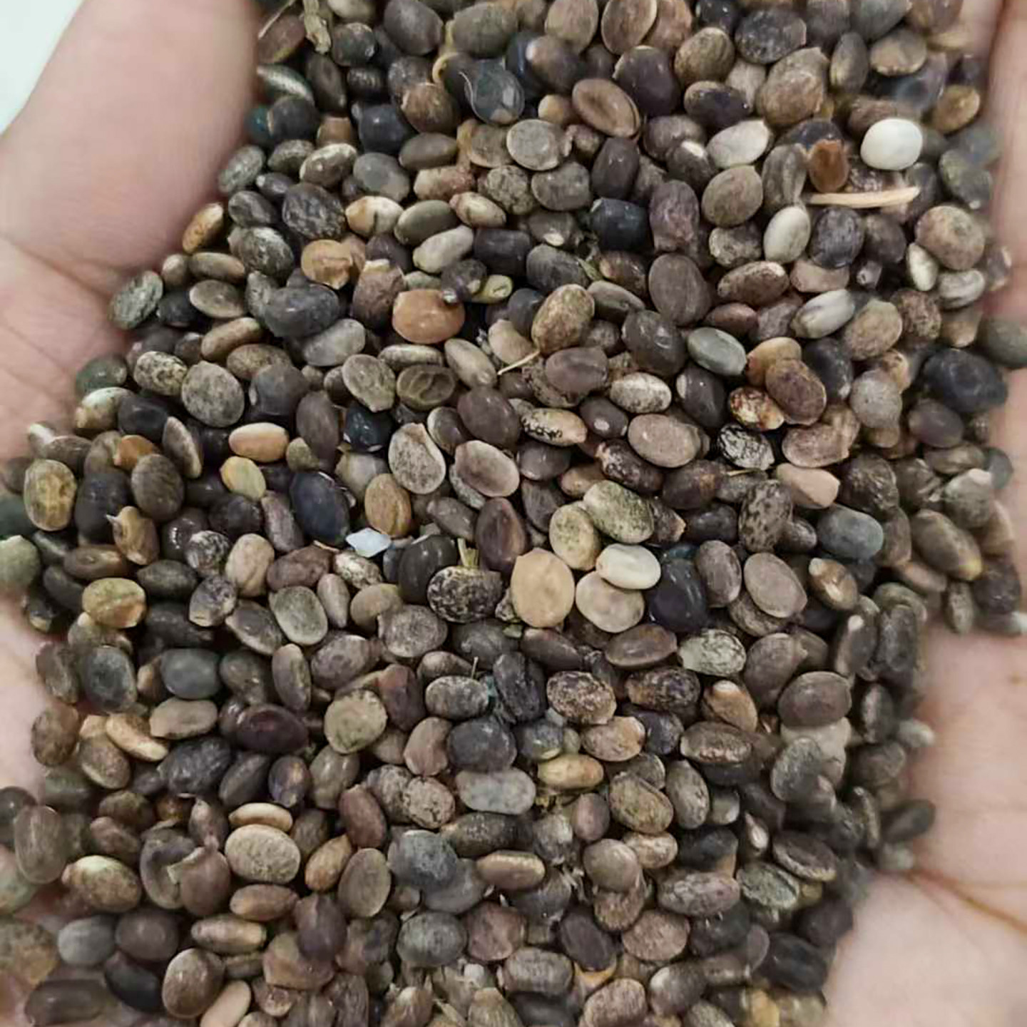 多年生鲁冰花种子也叫羽扇豆5