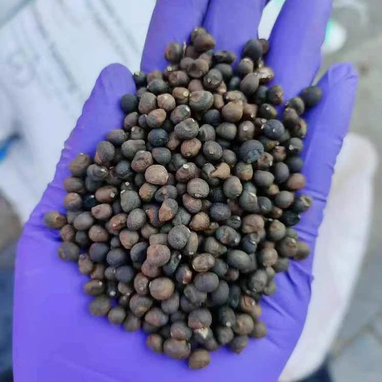 木棉花种子也叫红棉、英雄树、攀枝花4