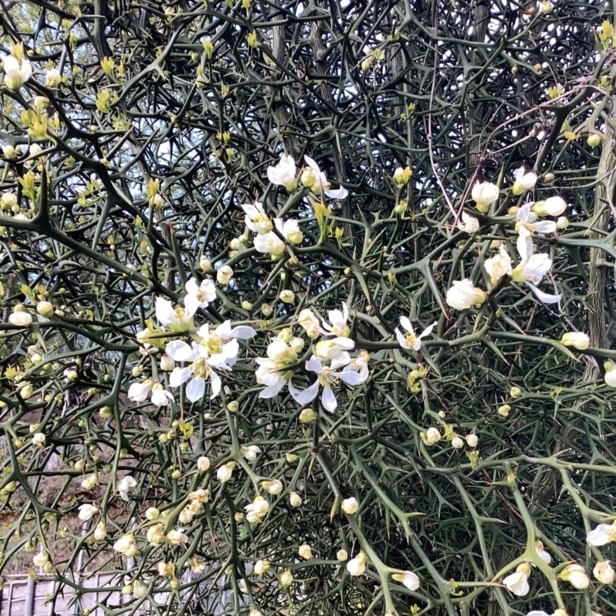 铁篱笆种子一斤围墙刺树种籽