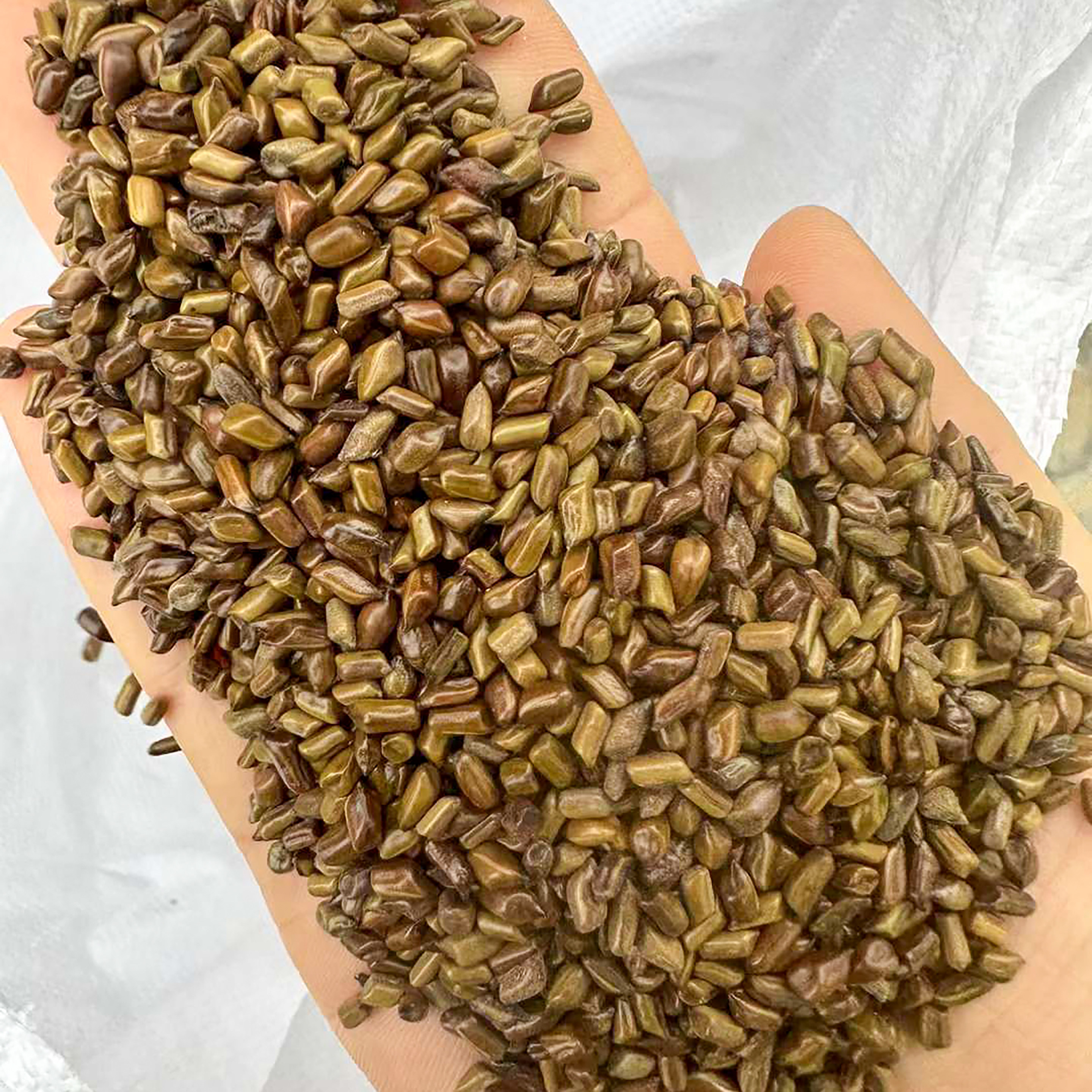 决明子种子决明孑沙滩玩具泡茶装枕头籽3
