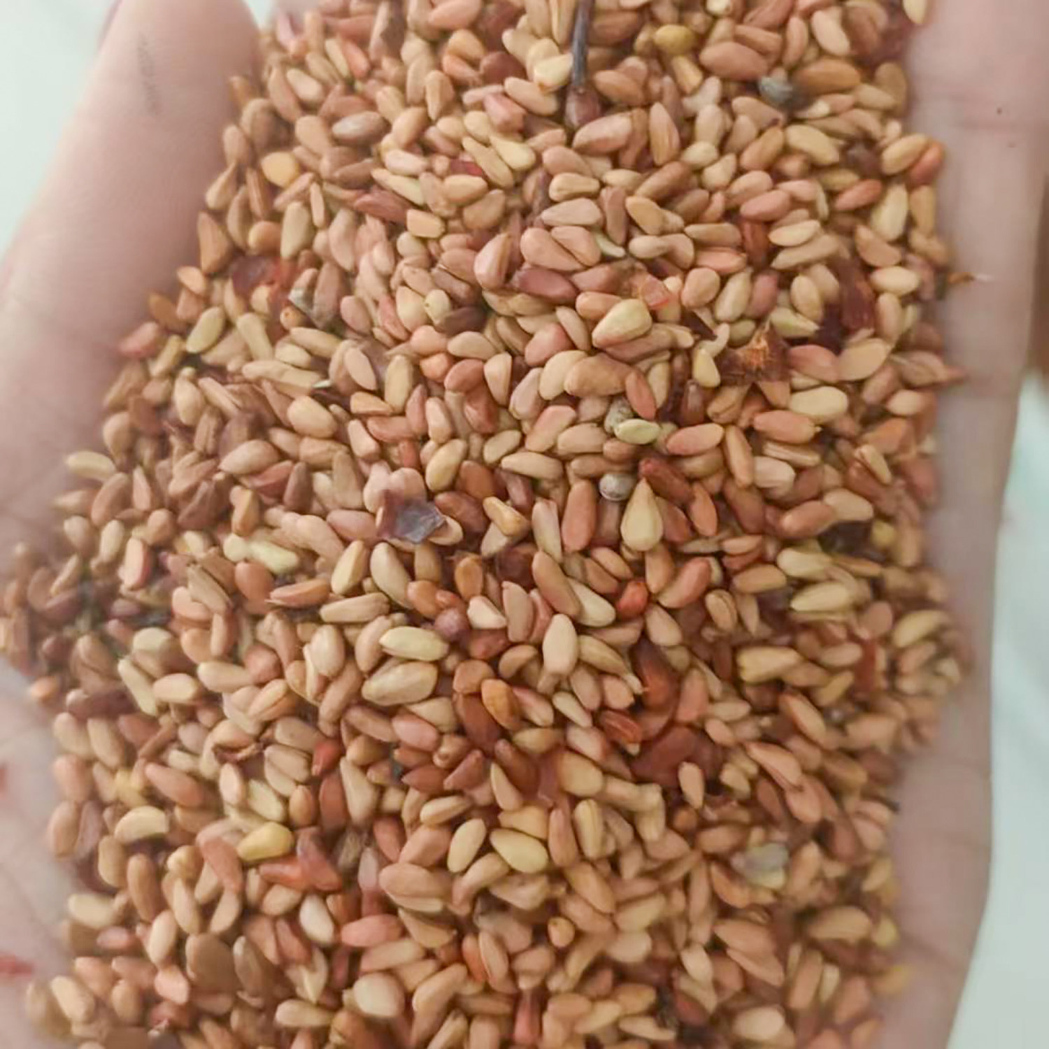 红刺玫种子4
