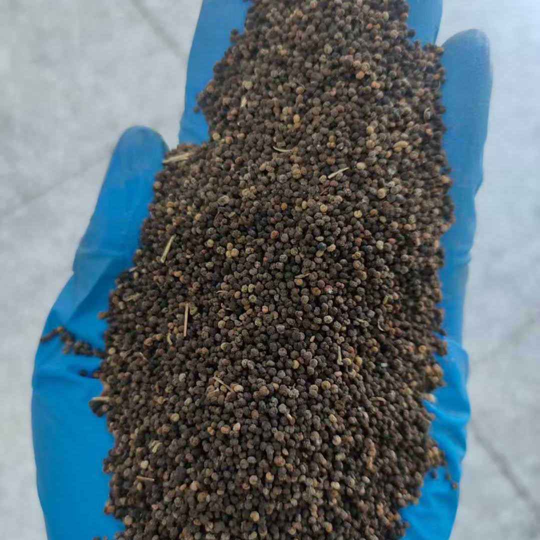 安陆白花菜种子白花菜籽百花菜酸菜腌菜一年生草本植物