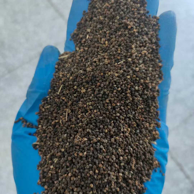 安陆白花菜种子白花菜籽百花菜酸菜腌菜一年生草本植物