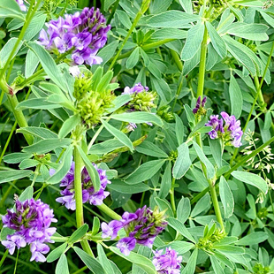 紫花苜蓿种子苜蓿芽苗菜苜蓿芽菜种菜种兔粮种籽大叶芽菜草种1