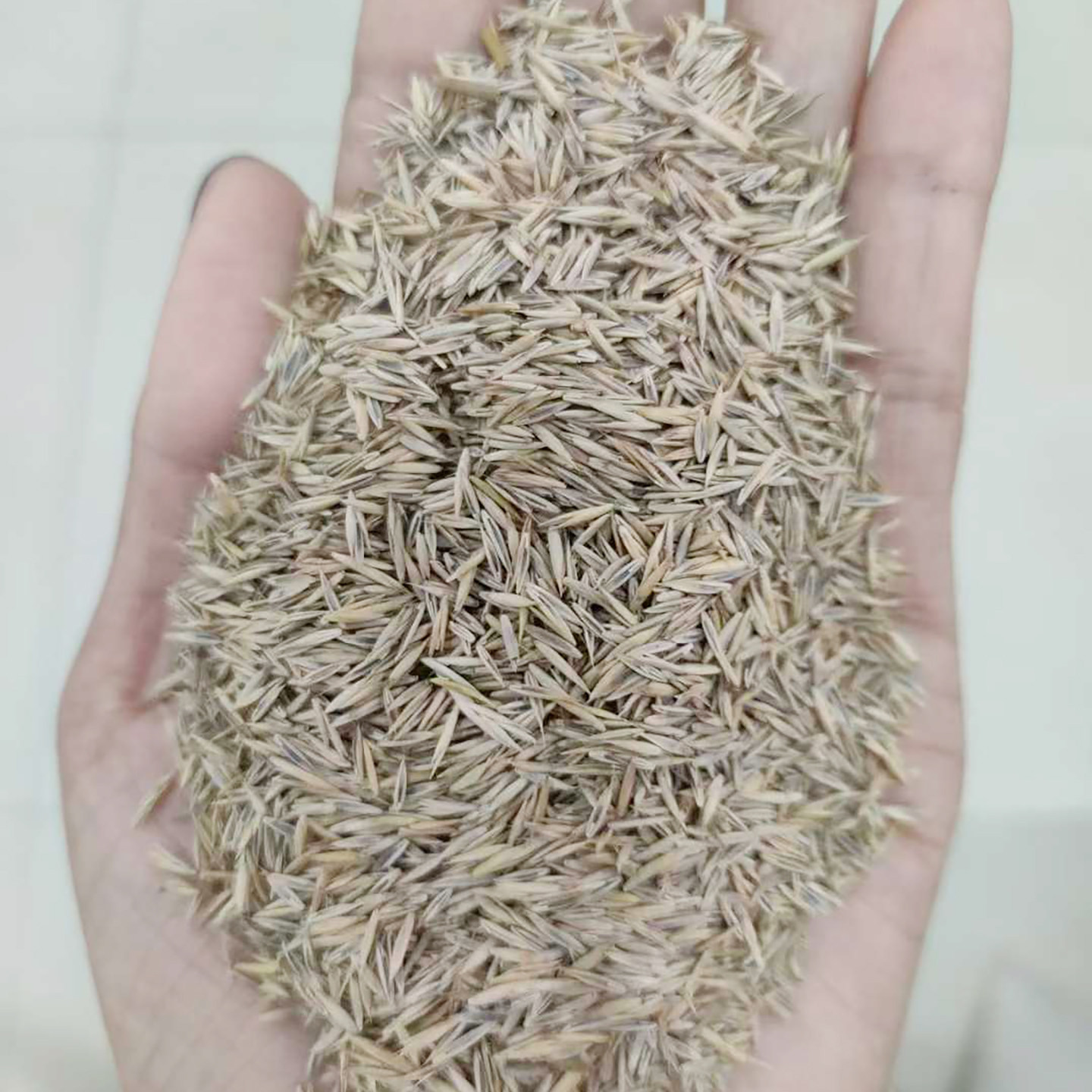 紫羊茅种子草籽草坪 护坡绿化专用耐寒耐践踏2庭院林下观赏草坪籽
