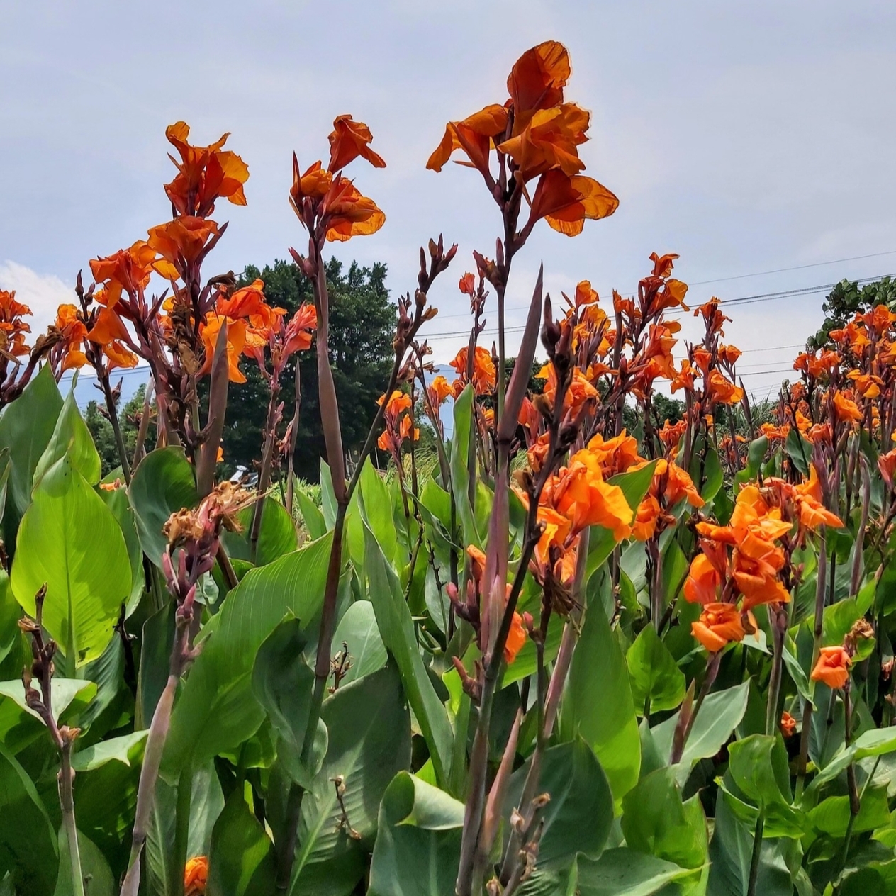 美人蕉种子也叫红艳蕉、小花美人蕉、小芭蕉