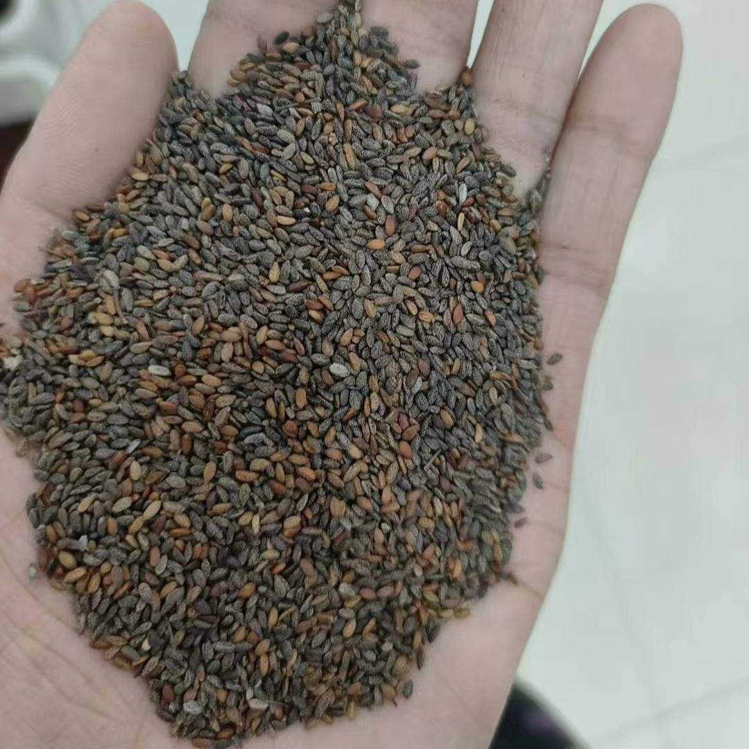 红花鼠尾草种子5