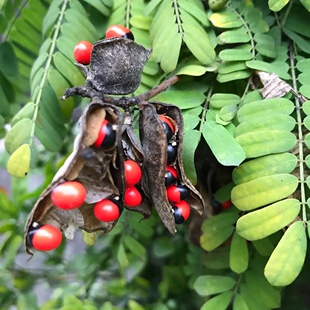 鸡母珠树种子海红豆美人豆相思豆 孔雀豆相思子藤本鄂西红豆种籽3