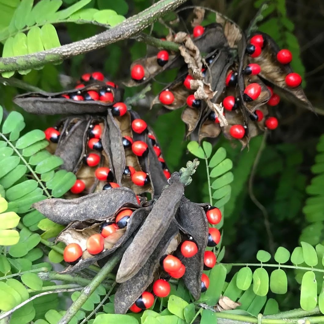 相思子种子也叫郎君子红漆豆相思豆鸡母珠美人豆鬼眼子鸳鸯豆