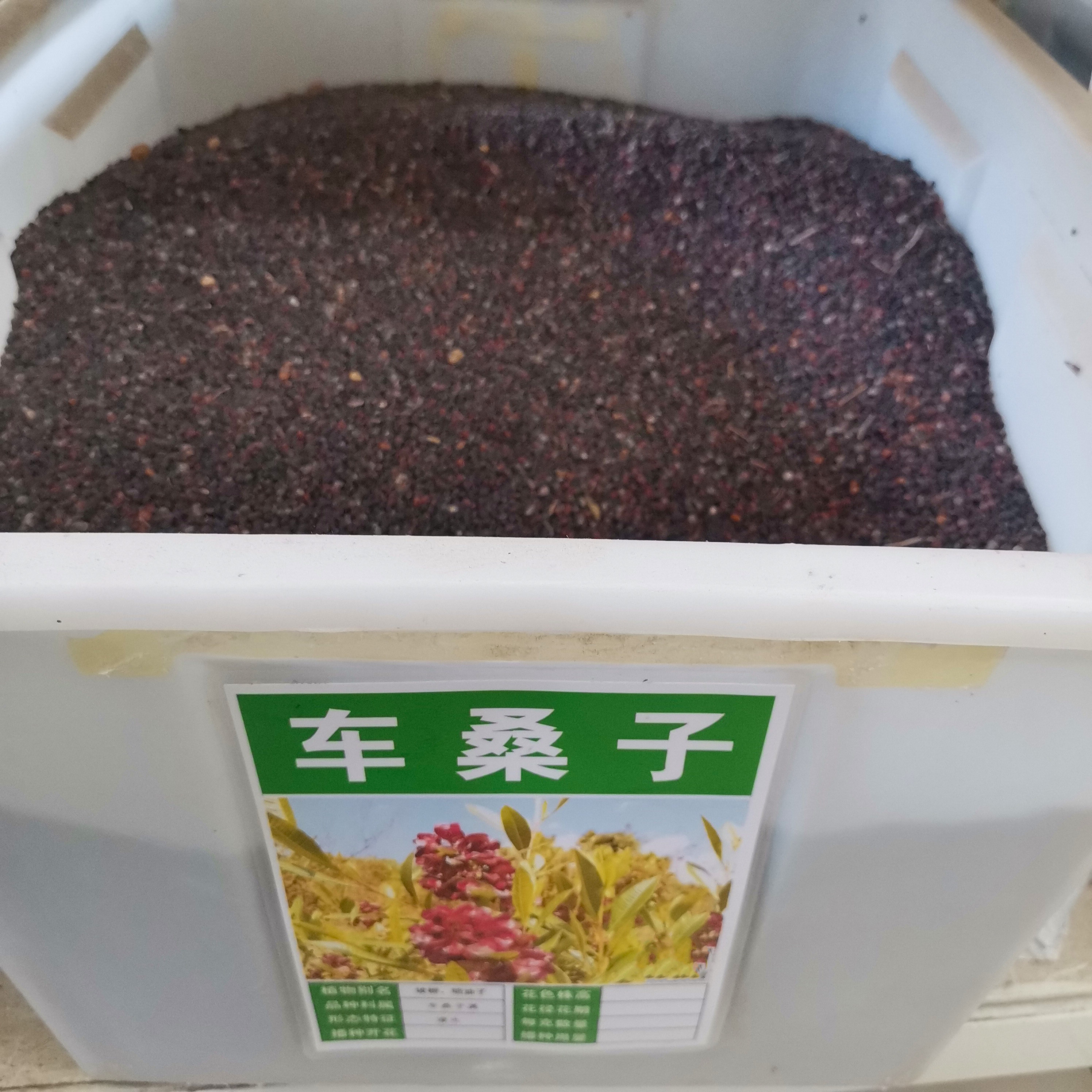 车桑子种子坡柳护坡灌木明油子矿山复绿固沙保土耐贫瘠树种子4