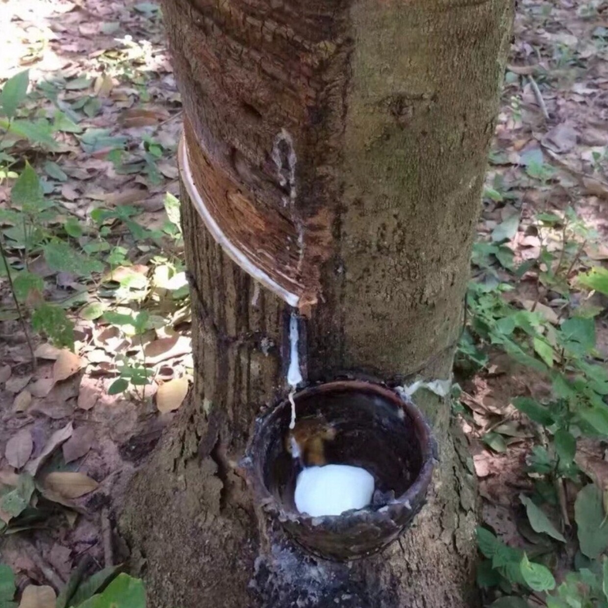 橡胶树种子乌鸟蛋子4