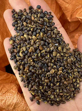 鸡骨草种子新货带毛大黄草广东煲汤料下火小叶黄头草种籽3