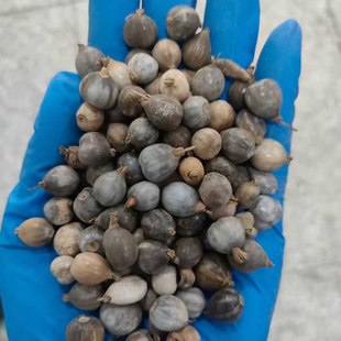 草珠子学名薏苡