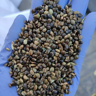 鸡骨草种子新货也叫大黄草甜叶鸡骨草籽煲汤料小叶鸡骨草3