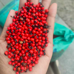 相思子鸡母珠树种子美人豆相思豆 孔雀豆藤本红豆种籽3