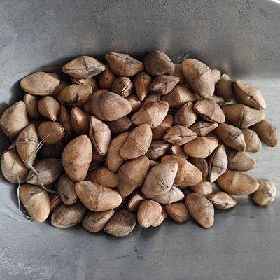 夹竹桃种子壳新货元宝菩提子风铃手铃4