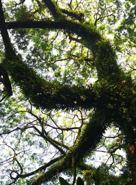 雨树种子Samanea saman (Jacq.) Merr.伊蓓树种籽4