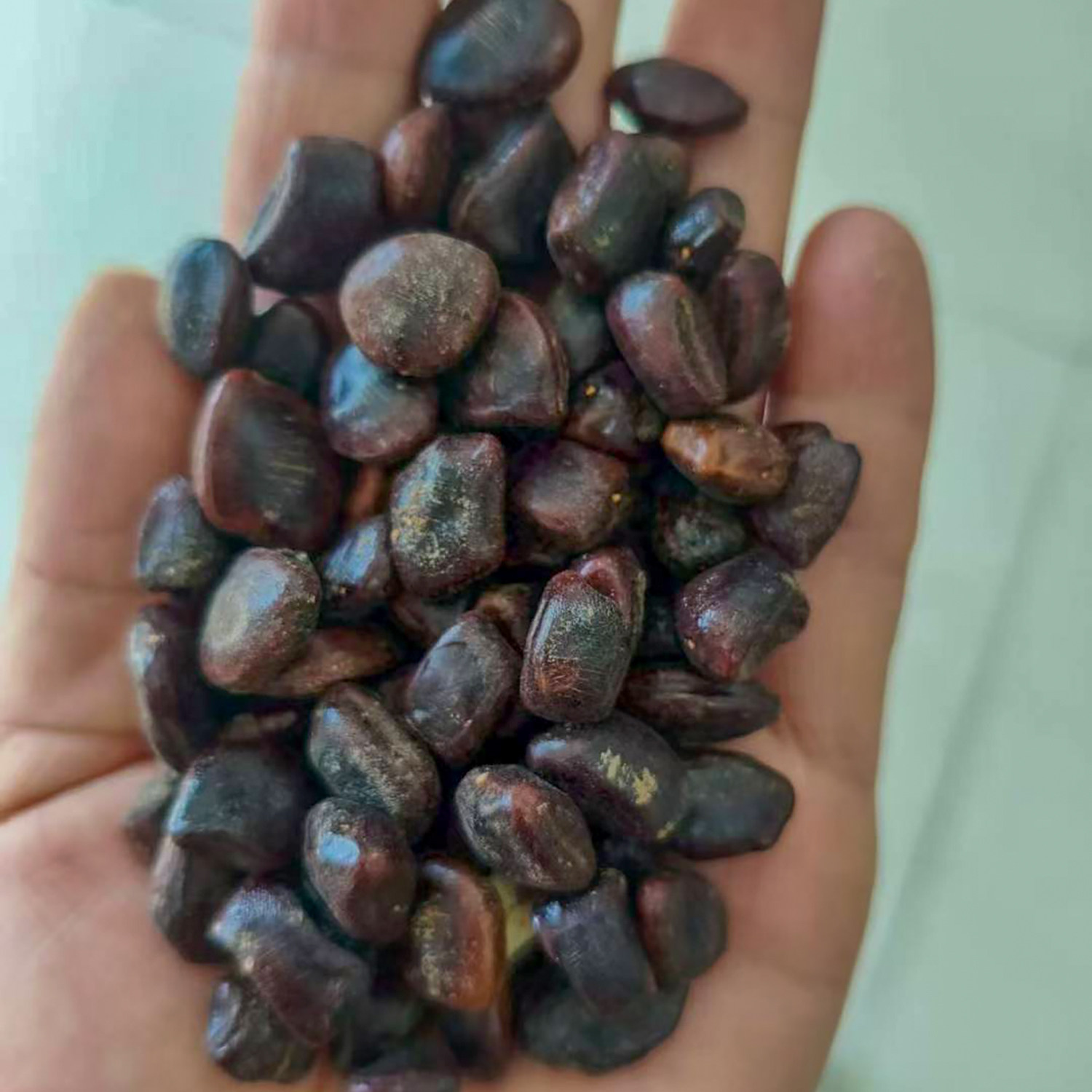 酸角种子罗望子酸豆种籽甜目坎甜角麻夯4多年生酸梅木罕种孑