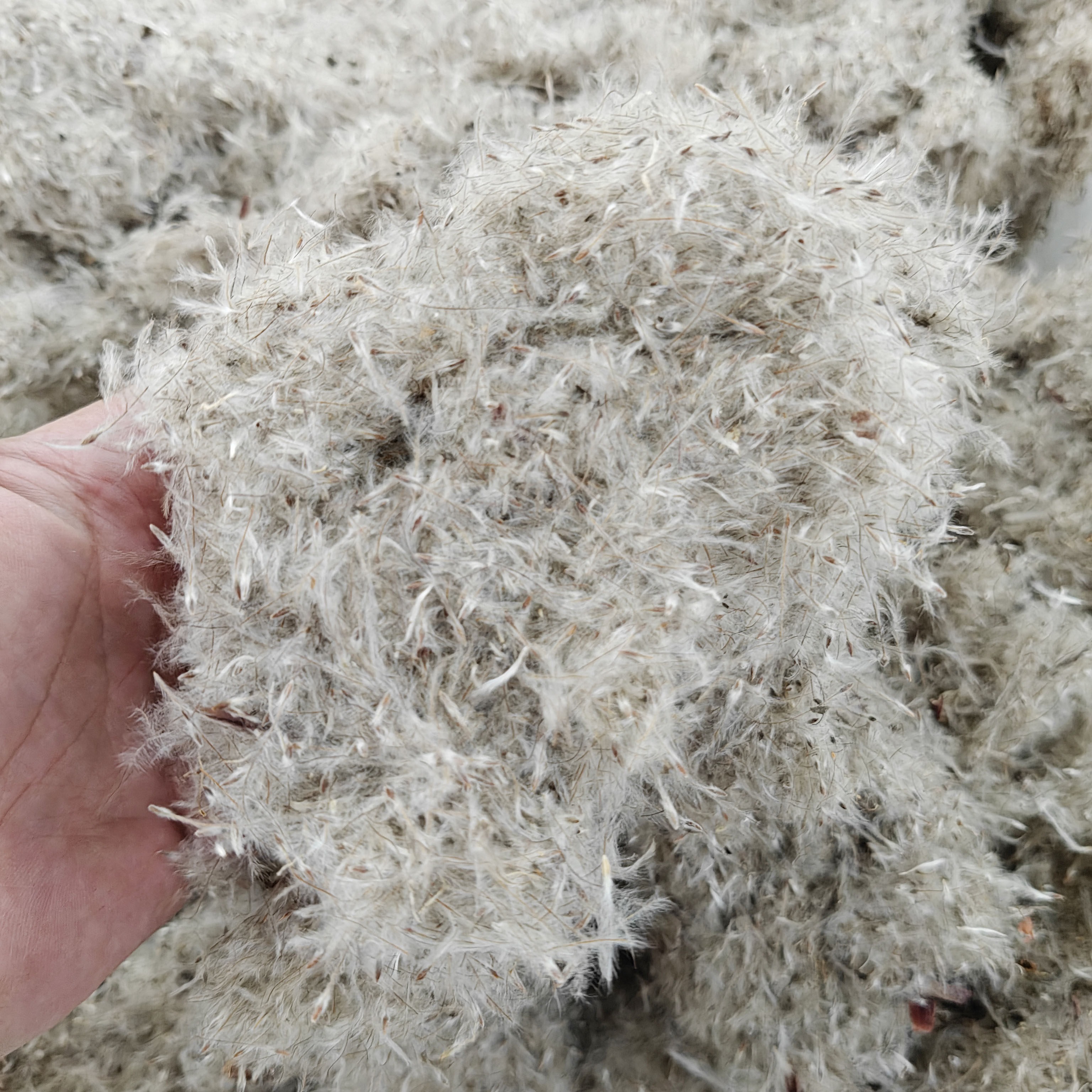 新货白头翁种子花籽奈何草白头草老姑草老翁花猫爪子老冠花种籽3