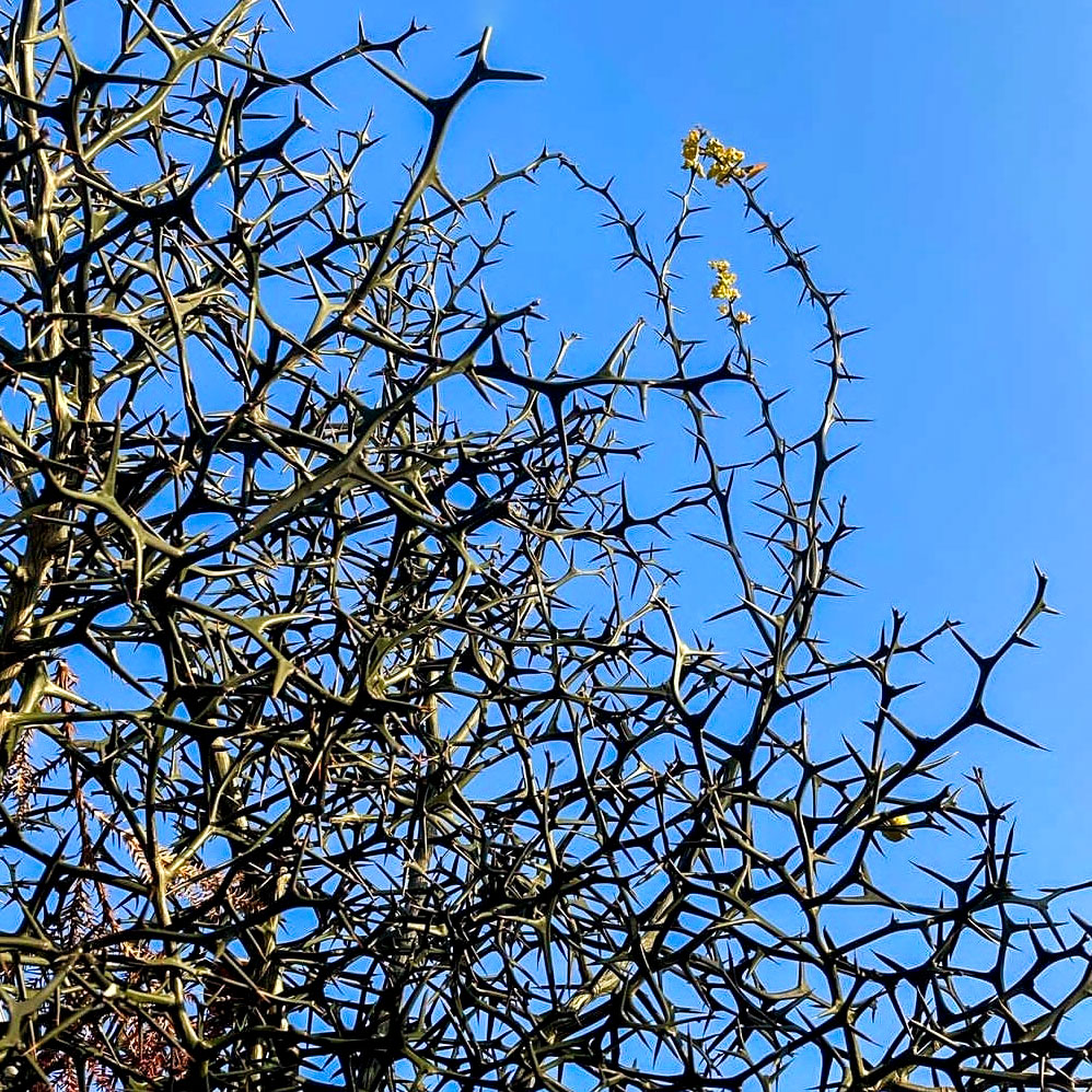 枸橘种子2025年新货4