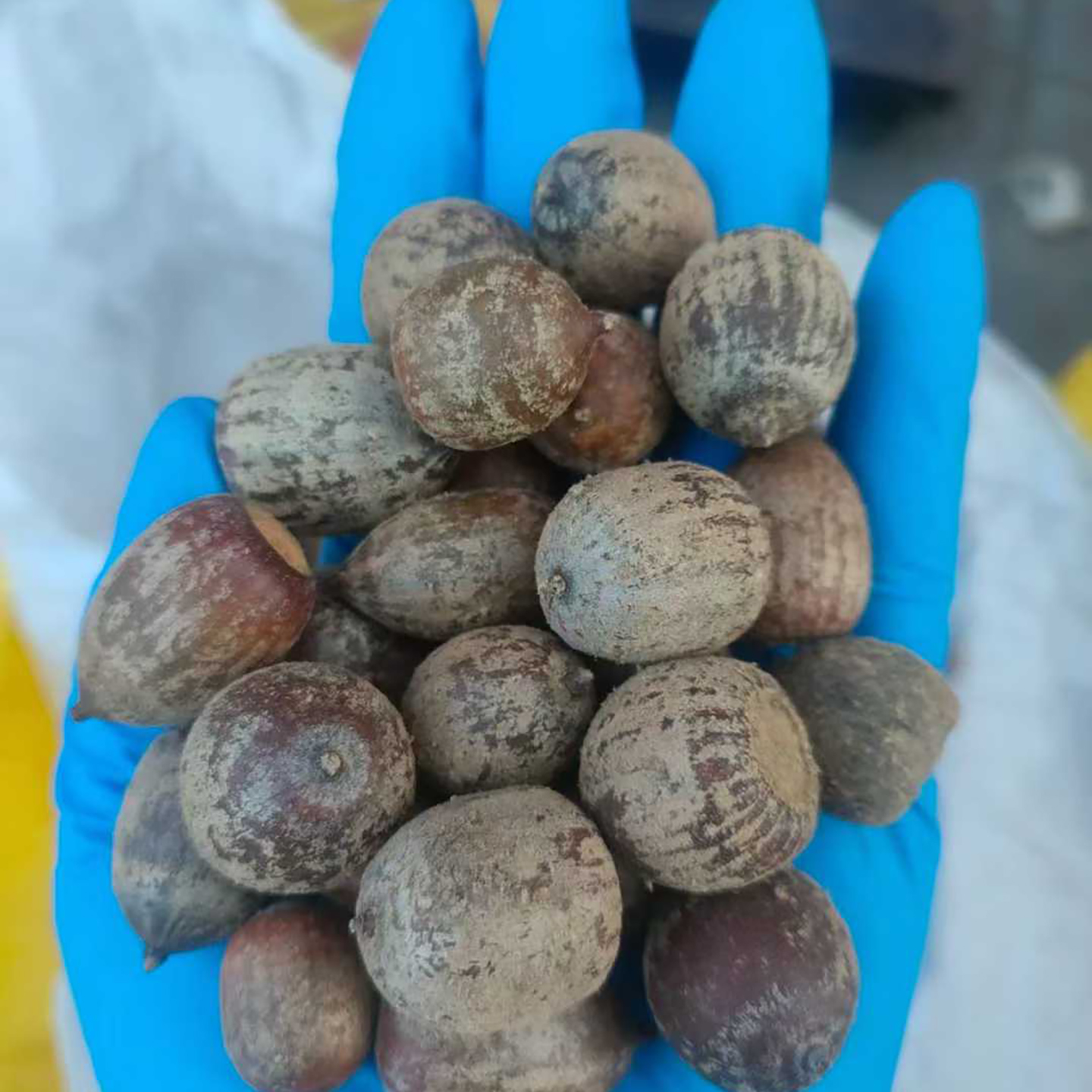 娜塔栎种子也叫纳塔栎、德州栎、德克萨斯栎种子4