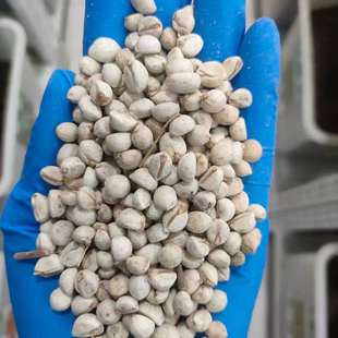 乌桕种子籽果种子丛生盆景素材用种籽腊子树桕子树观叶种孑4