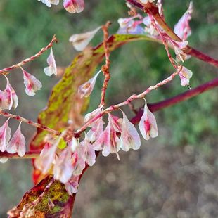 虎杖种子也叫斑庄根、大接骨、酸桶芦、酸筒杆3