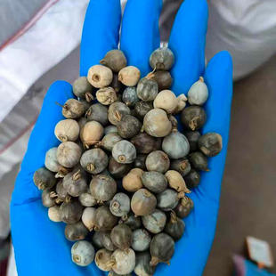 草珠子种子籽大粒野生薏苡草菩提薏珠子门帘佛珠散珠手串手链散装