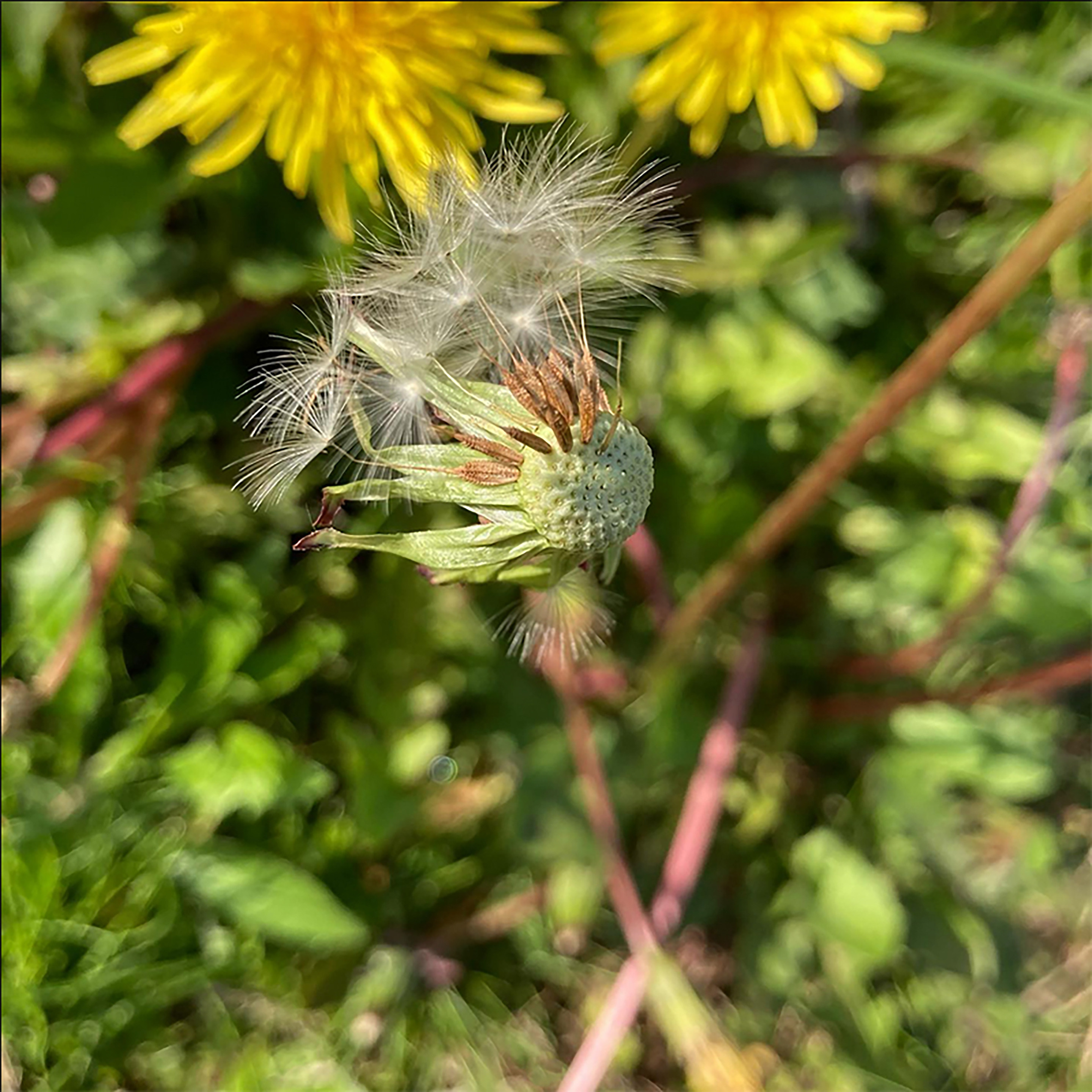 蒲公英种子花草种兔草种孑