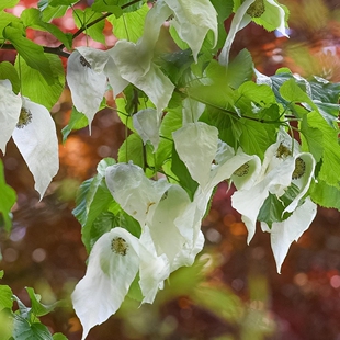 珙桐种子手链文玩4