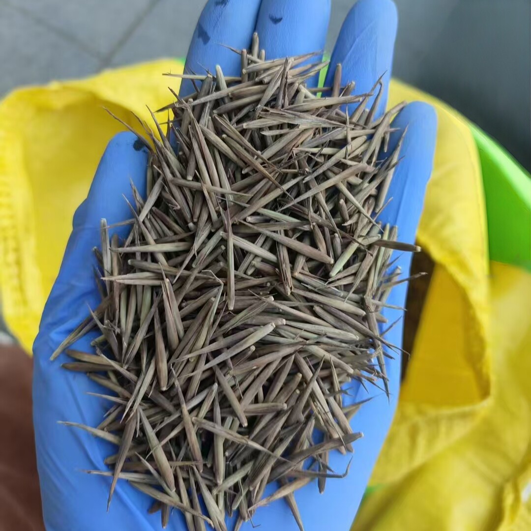 毛竹种子护坡大竹笋种籽籽树种子4