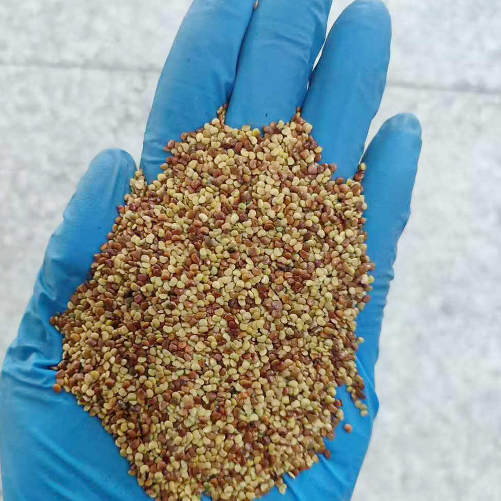 金钱草种子3