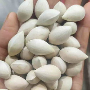 银杏种子也叫白果、公孙树