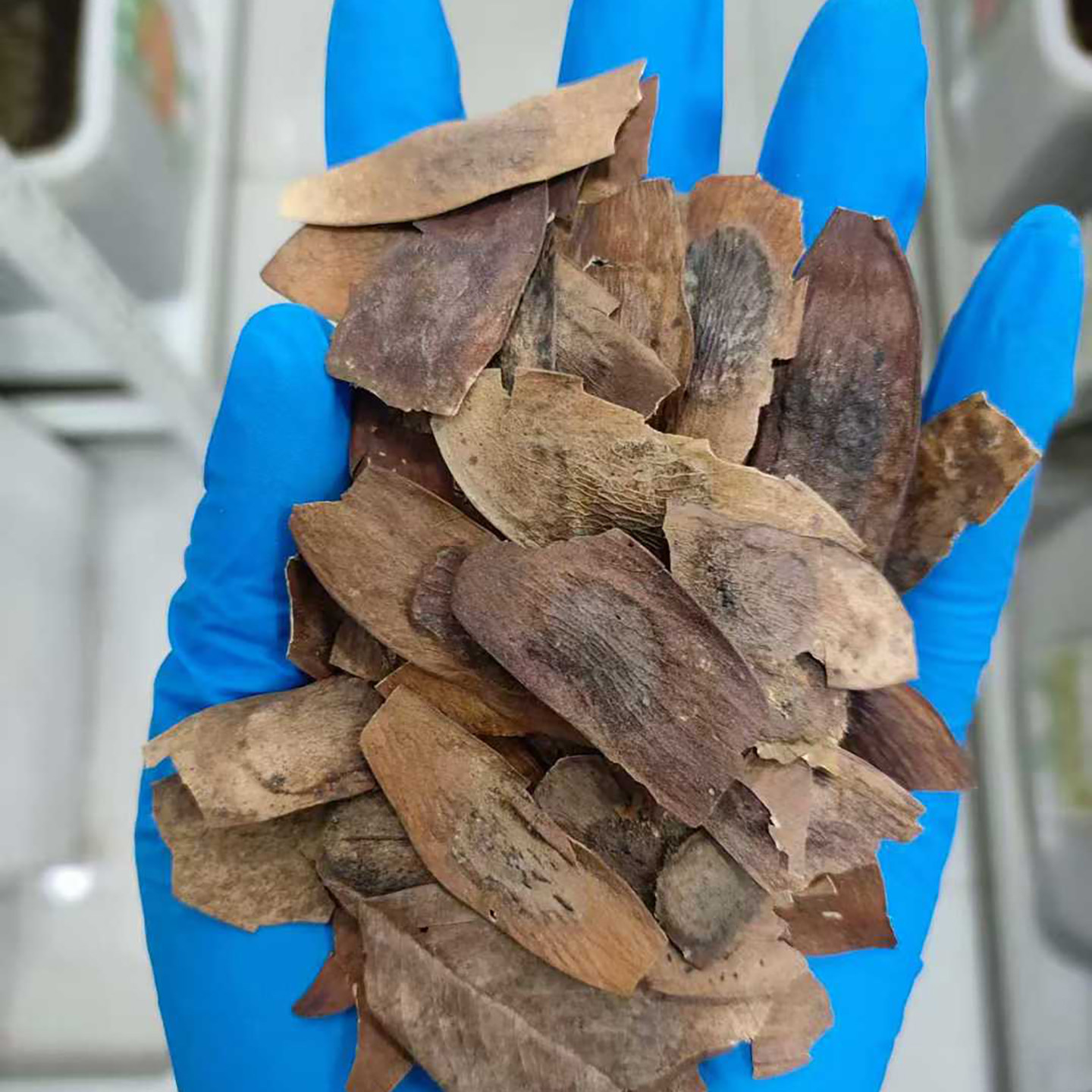 黄花梨种子树种子4